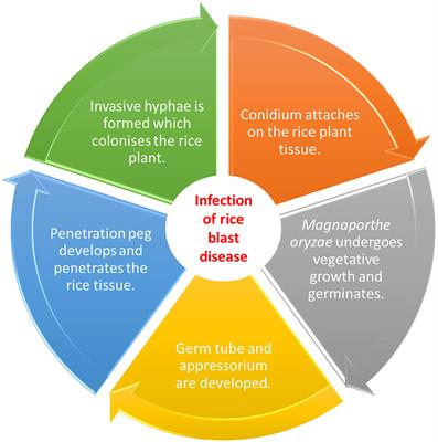 Mitigating the repercussions of climate change on diseases affecting important crop commodities in Southeast Asia, for food security and environmental sustainability—A review